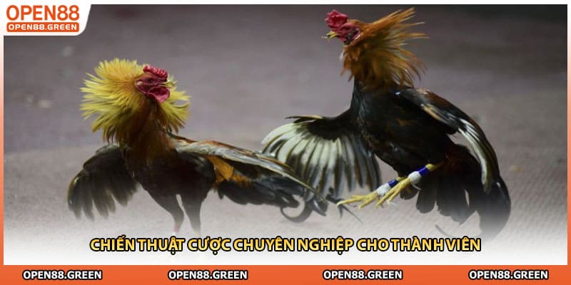 Chiến thuật cược chuyên nghiệp cho thành viên