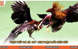 Trực Tiếp Đá Gà 167 - Xem Trận Đấu Siêu Nét